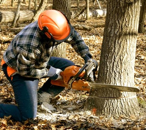 Arborist assessing tree health in New York